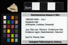 Foto (Objekt + Etiketten) von Decapoda indet. 
